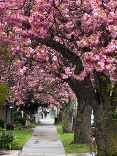 Cherry blossoms along a James Bay street
