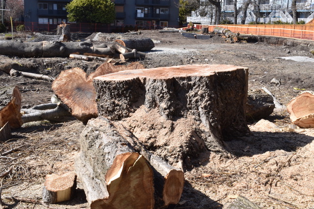 Tree removal at Niagara and Menzies during development