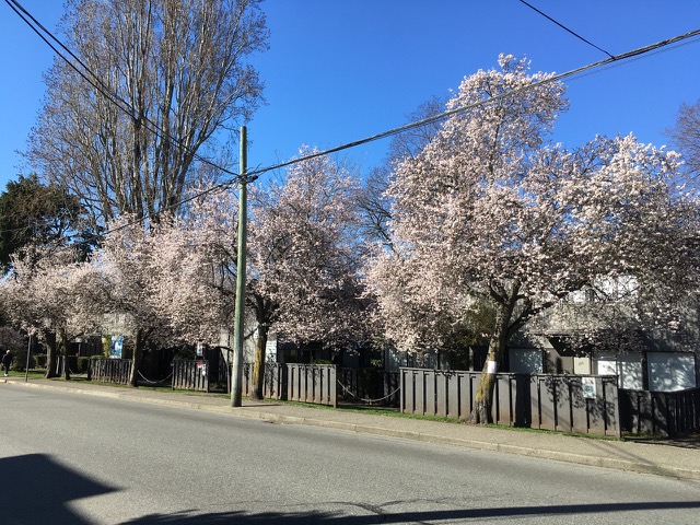 Flowering trees at Niagara and Menzies before development